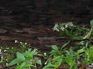 panicled aster