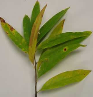 WillowOak