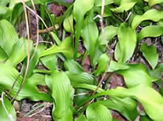 Hosta