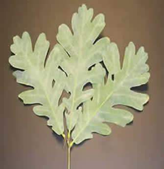 English Oak