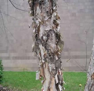 RiverBirch