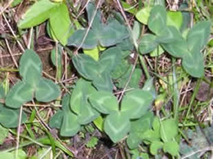 Red Clover