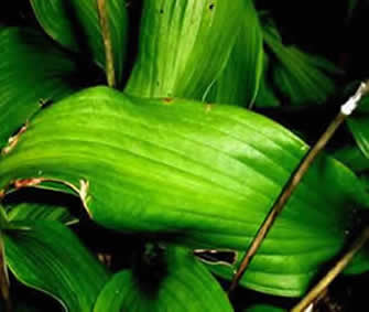 Hosta