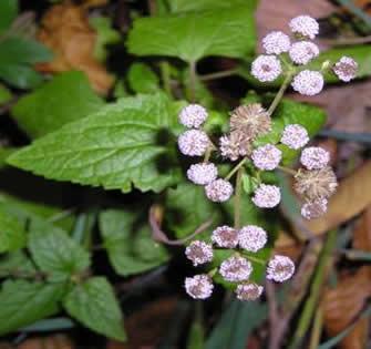 Mistflower