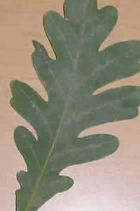 English Oak
