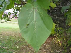 Royal Paulownia