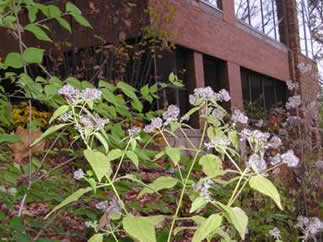 White Snakeroot