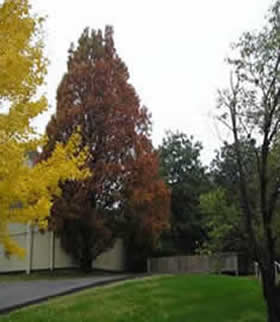English Oak