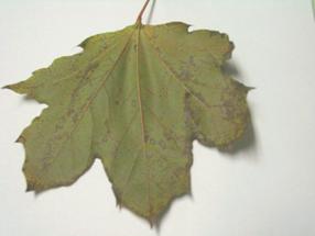 Red Maple