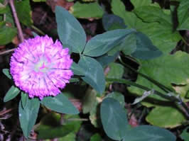 Red Clover