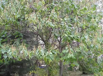 Royal Paulownia