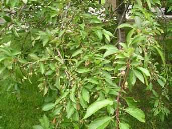 Crabapple