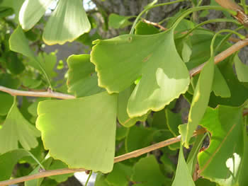 ginko