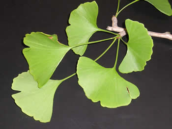 ginko