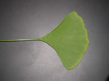 Gingko