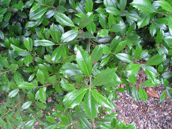 Holly