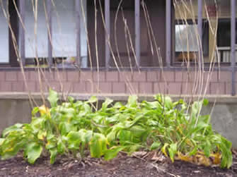 hosta 06