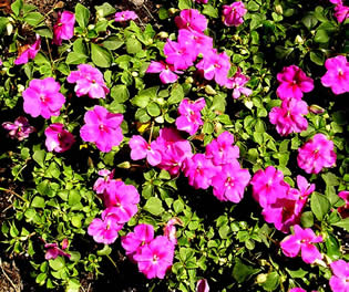 Impatiens