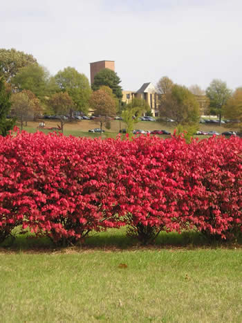 Burning Bush