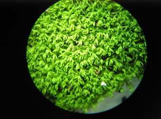 hair moss 6