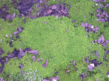 hair cap moss 1