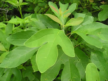 Sassafras