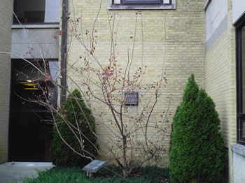 smoke tree 1