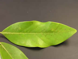 ;