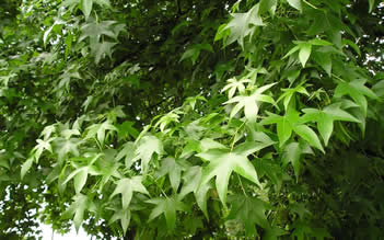 Sweet Gum