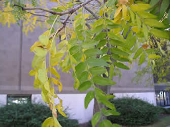 thornless honey locust 02