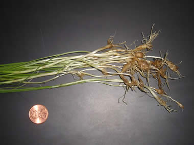 wild garlic 3