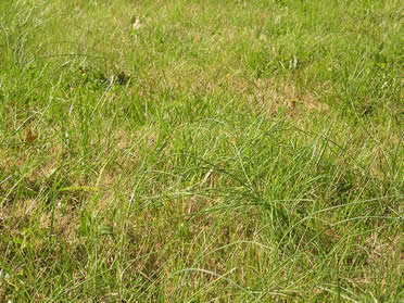 wild garlic 2
