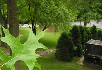 Pin Oak