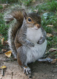 Gray or grey?  Squirrels can't spell; how about rats with bushy tails?