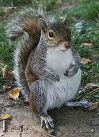 Gray or grey? Squirrels can't spell; how about rats with bushy tails?
