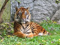 Can a tiger take on bears and crocodiles? Animal welfare, CITES and WP:ATT should prevent editors from finding out (we hope). By the way: Is it smiling?