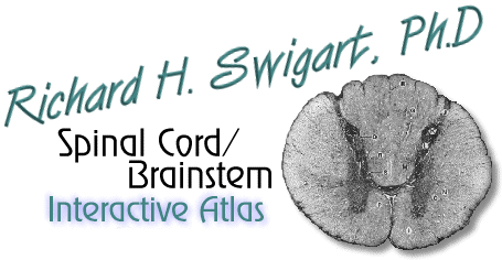Spinal Cord Brainstem Interactive Atlas