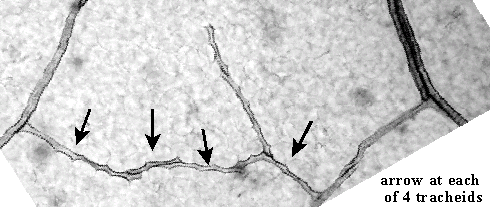Tracheid Analysis