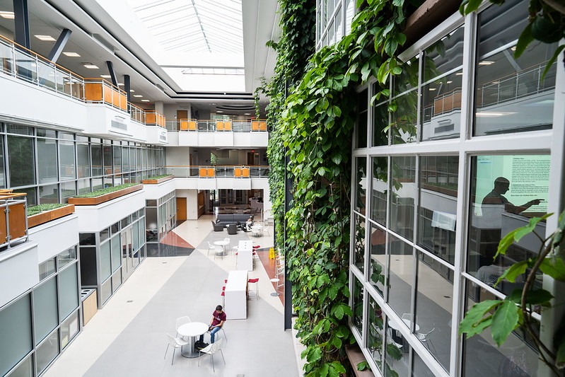 Vines hang down into the Centro atrium
