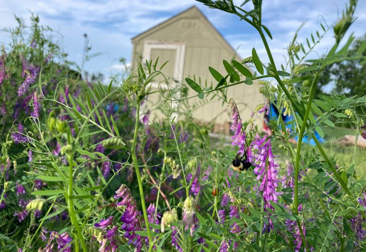 Bellarmine Farm Bee