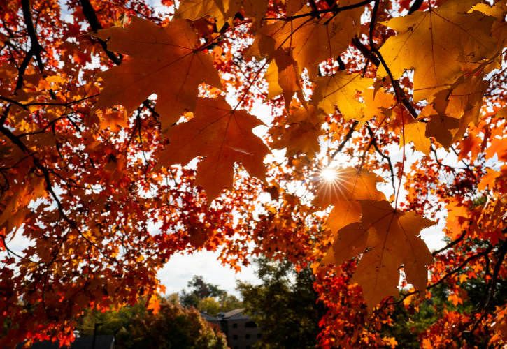 Fall Photo for Blog