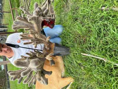 Leia Staples treats buck with antler bleed