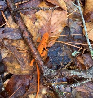 Eastern Red Spotted Newt found on Pine Mountain during Environmental Studies trip.