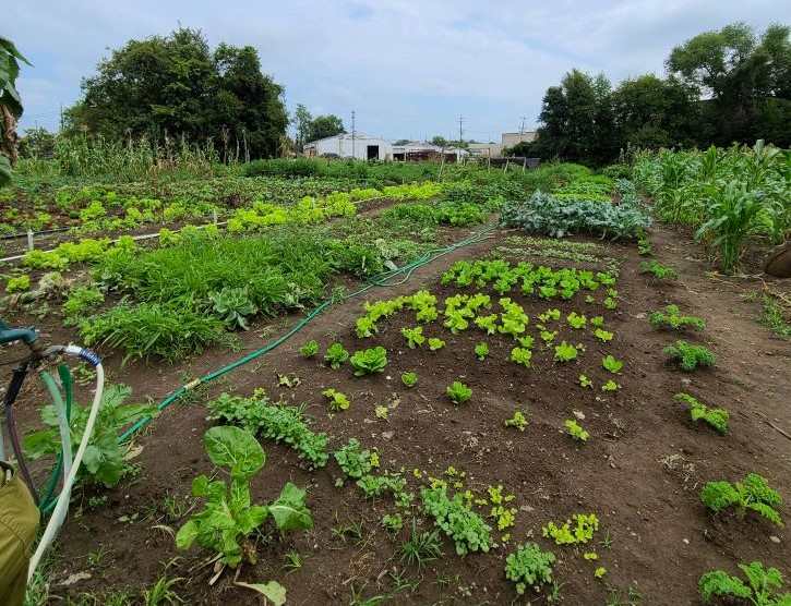 Urban Farm