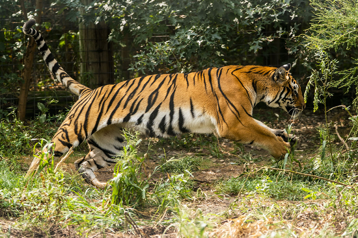 Tiger jumping