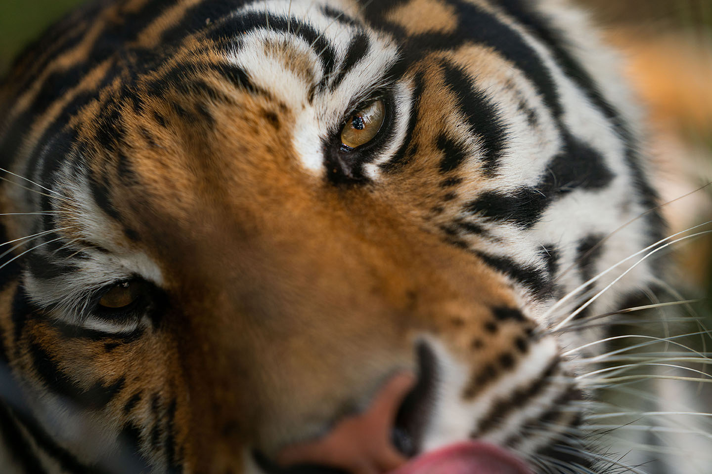 Close up of tiger's face