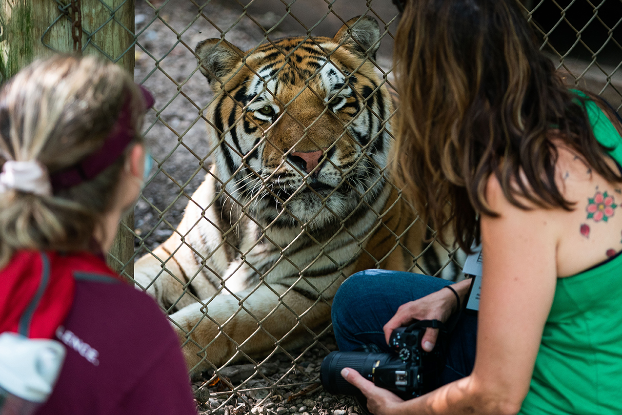 Student and professor study tiger in an enclosure at Indiana's Exotic Feline Rescue Center
