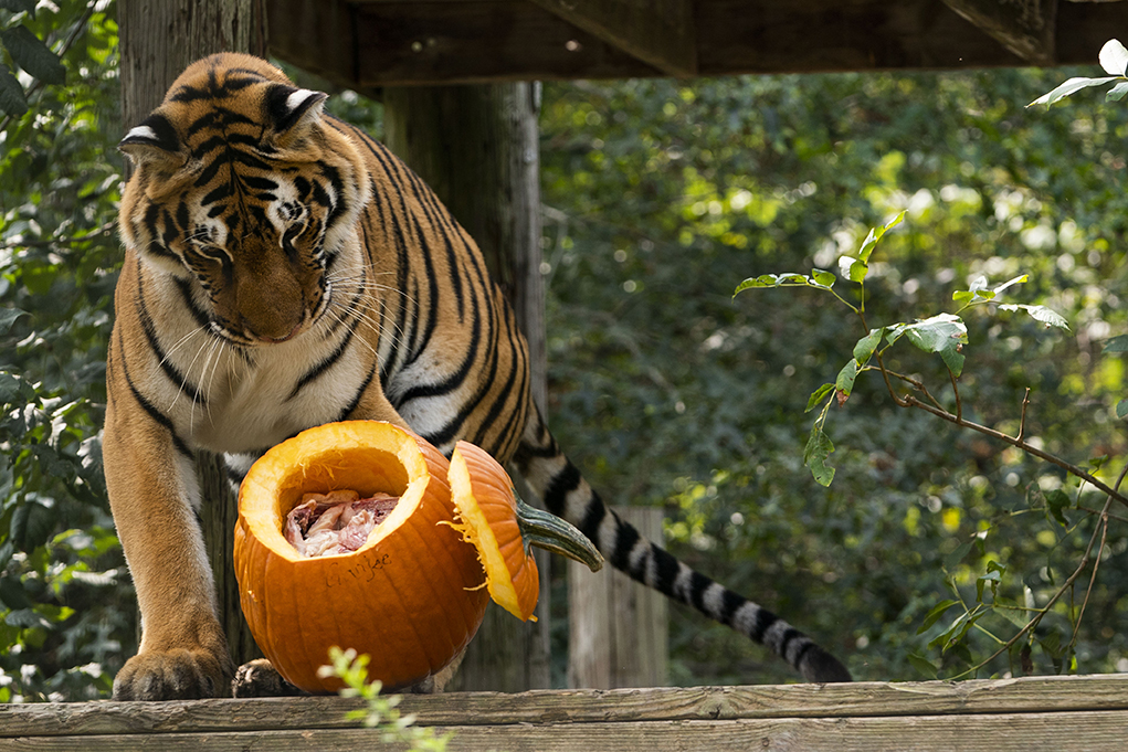 Tiger playing with a pumpkin filled with chicken meat