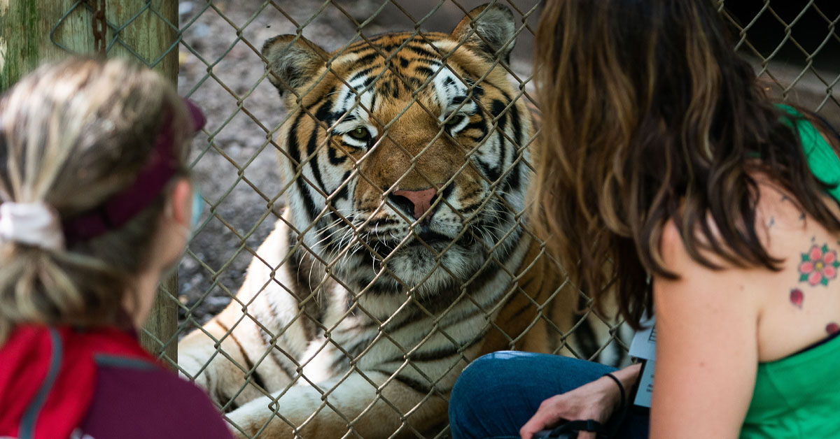 Professor and student study tiger in enclosure.
