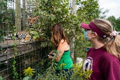 Research with Tigers